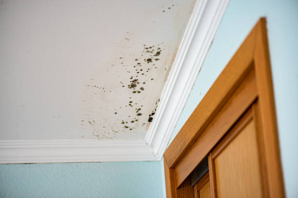 Best Home Mold Removal  in Tehaleh, WA
