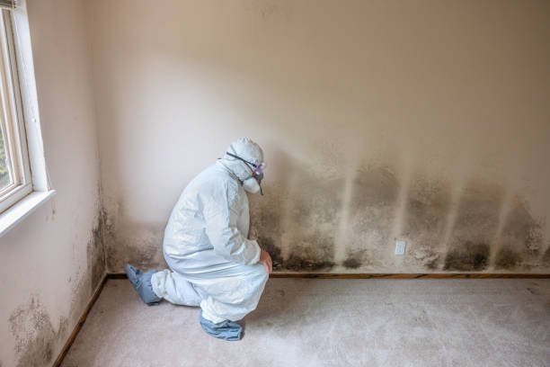 Home Mold Removal in Tehaleh, WA